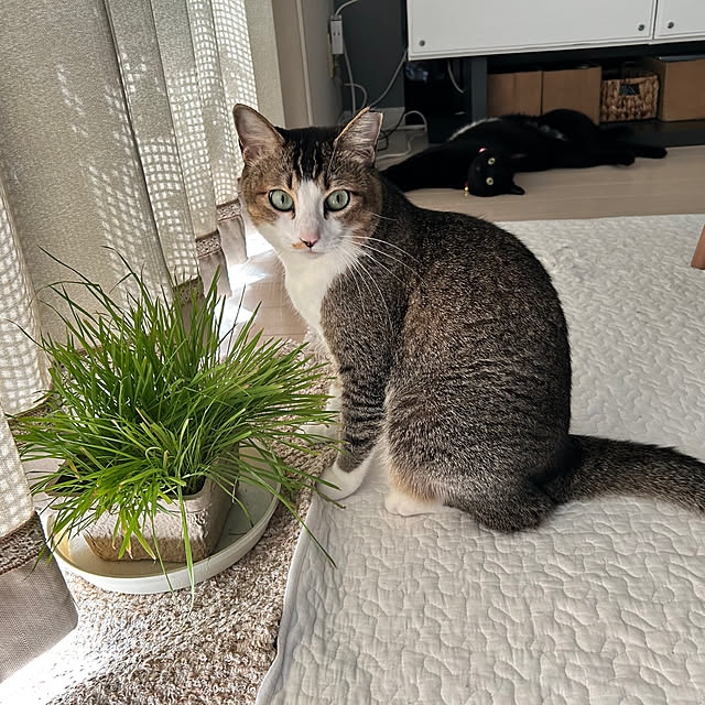 nekomiさんの部屋