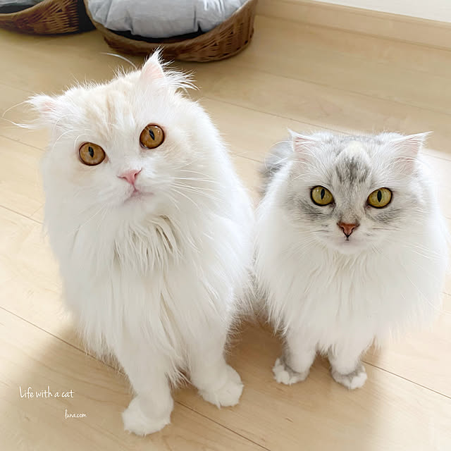 luna.comさんの実例写真