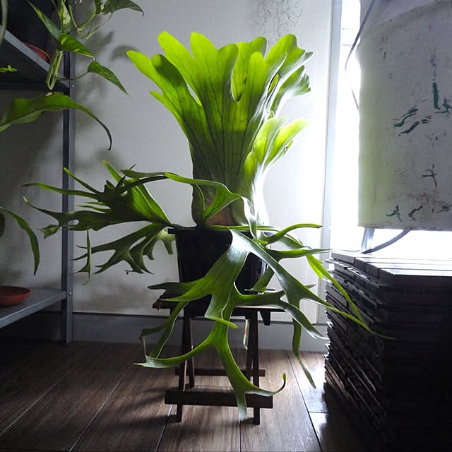 koHakuさんの実例写真