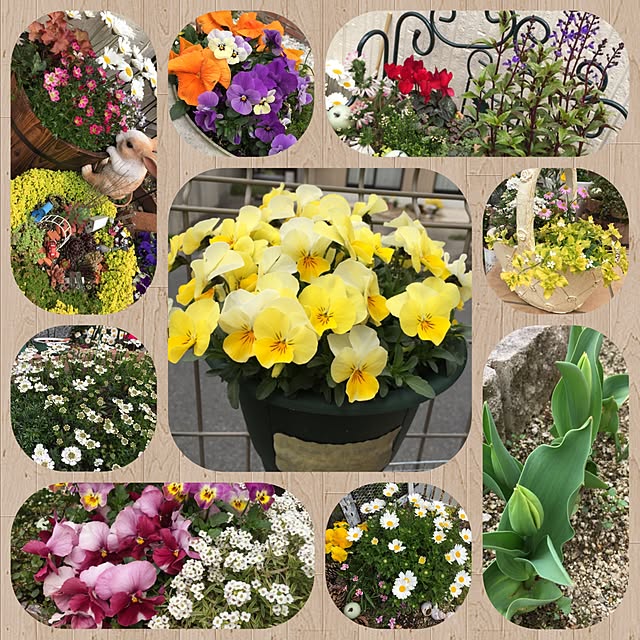 Ringo8chさんの実例写真