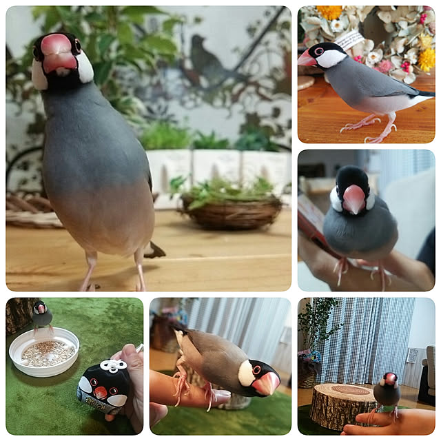 miiさんの実例写真