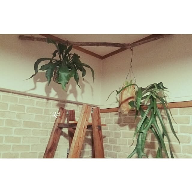 Reiさんの実例写真