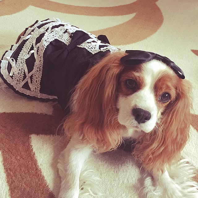 canmilmamaさんの実例写真