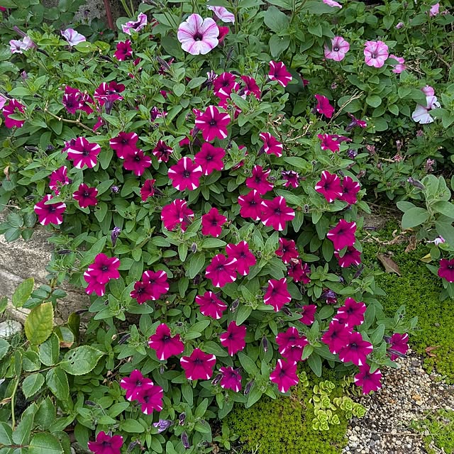 machikomamaさんの部屋