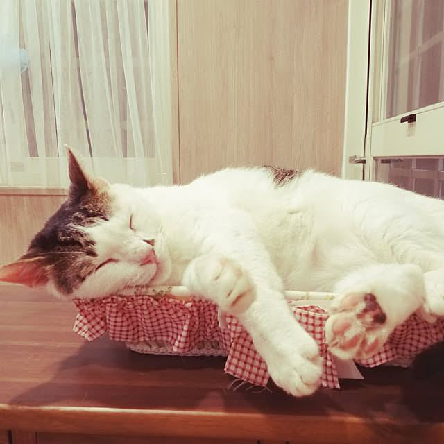 実例写真