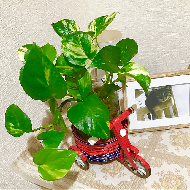 Shinさんの実例写真