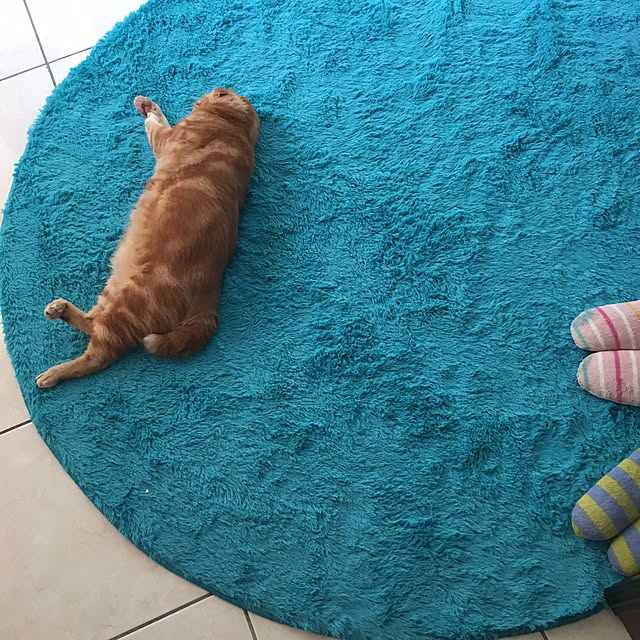 Meowdiさんの実例写真