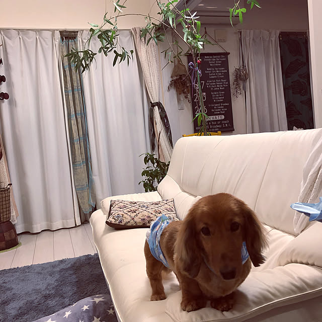 noma--1202さんの実例写真