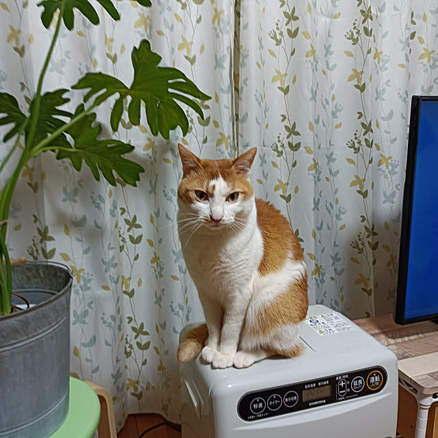 komgiさんの実例写真