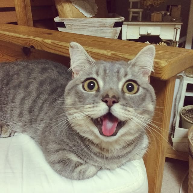 chadoさんの実例写真