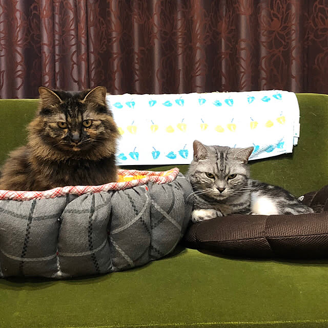mikomaruさんの実例写真