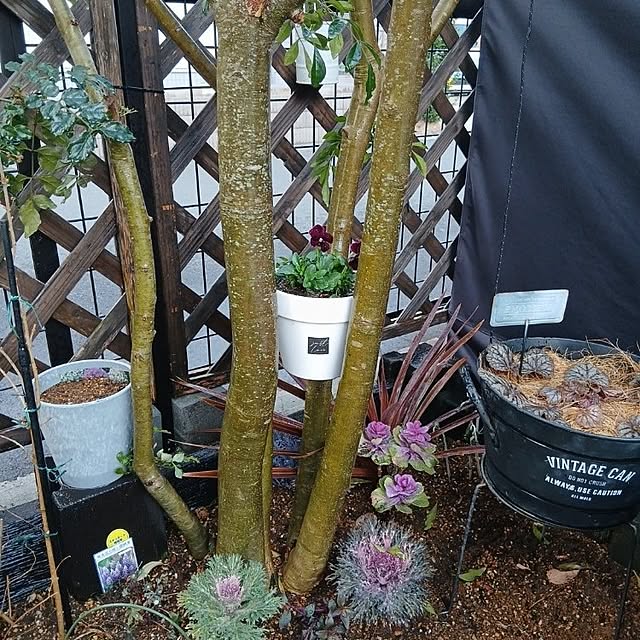 kaanaさんの実例写真