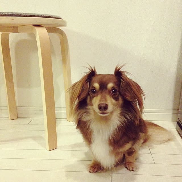 rikakoさんの実例写真