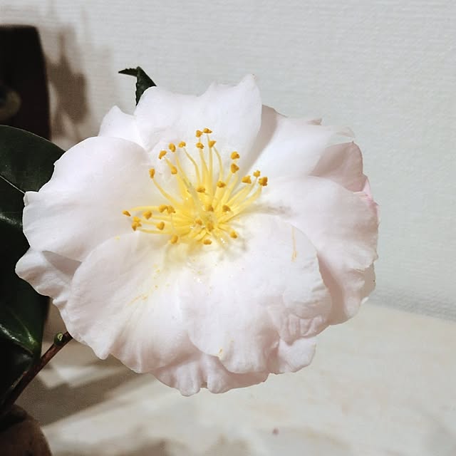 yokkoさんの部屋