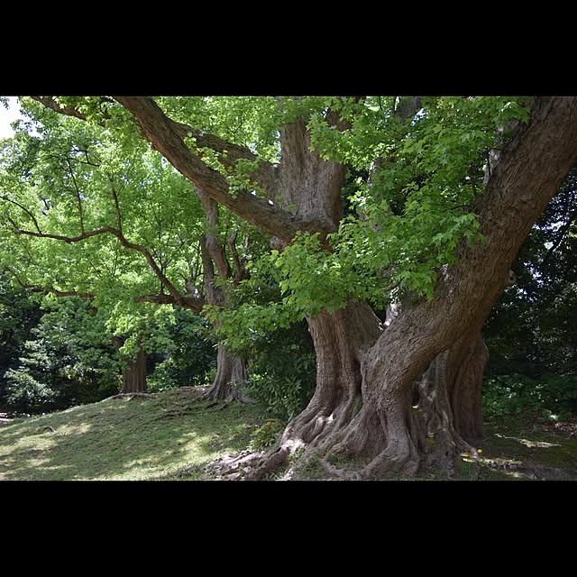 実例写真