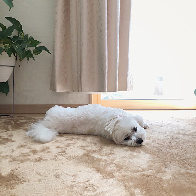 RanRanさんの実例写真
