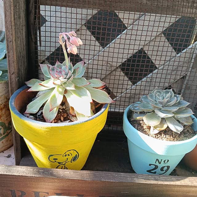 maaamiさんの実例写真