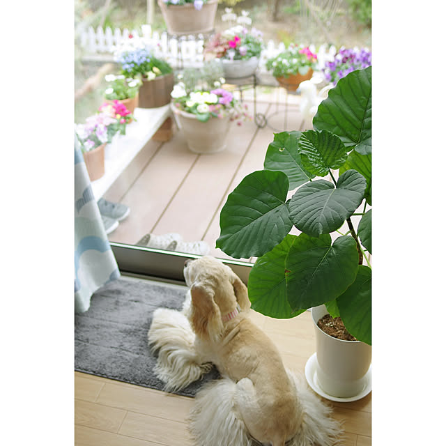 Shooowkoさんの実例写真