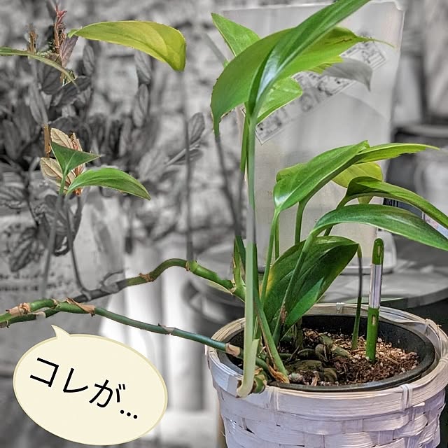 GINさんの部屋