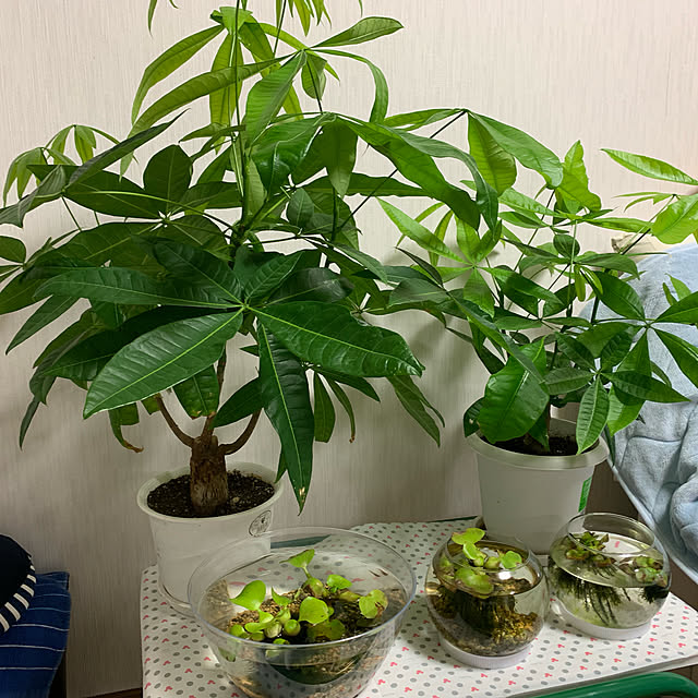 tututu0204さんの実例写真