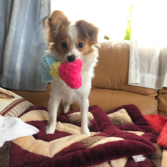 kana1004さんの実例写真