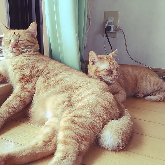 aya56さんの実例写真