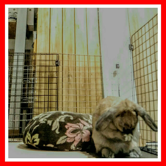 littlemomさんの実例写真