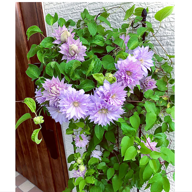 hinamamaさんの実例写真