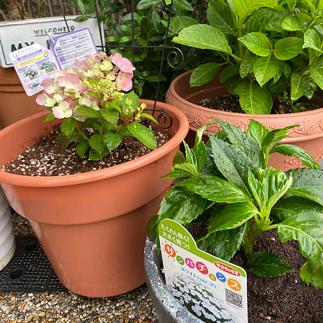alchoさんの部屋