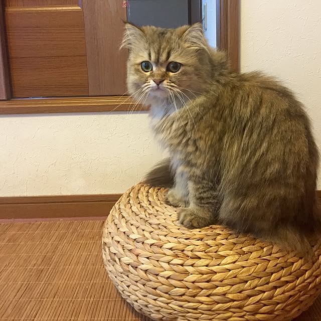 butachanさんの実例写真