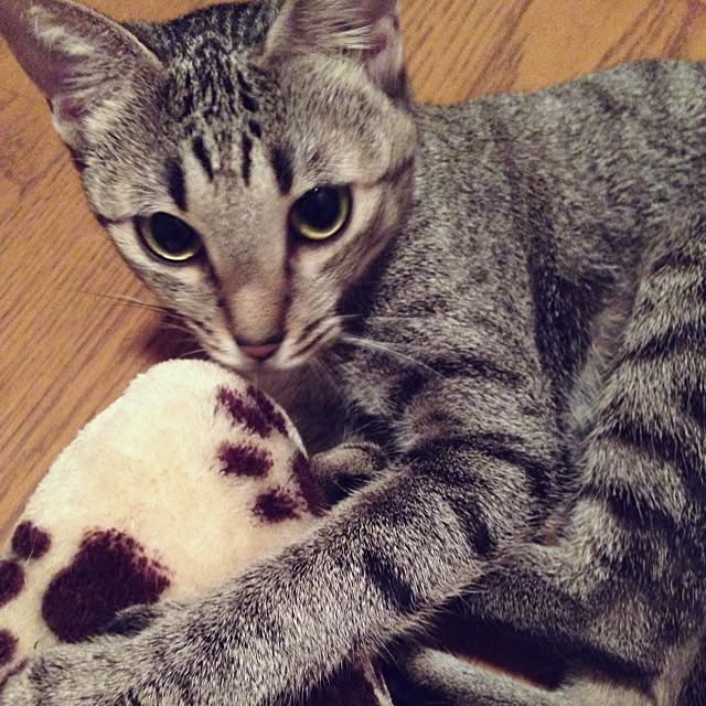 anponmanさんの実例写真