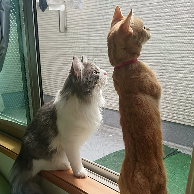 shinobuさんの実例写真