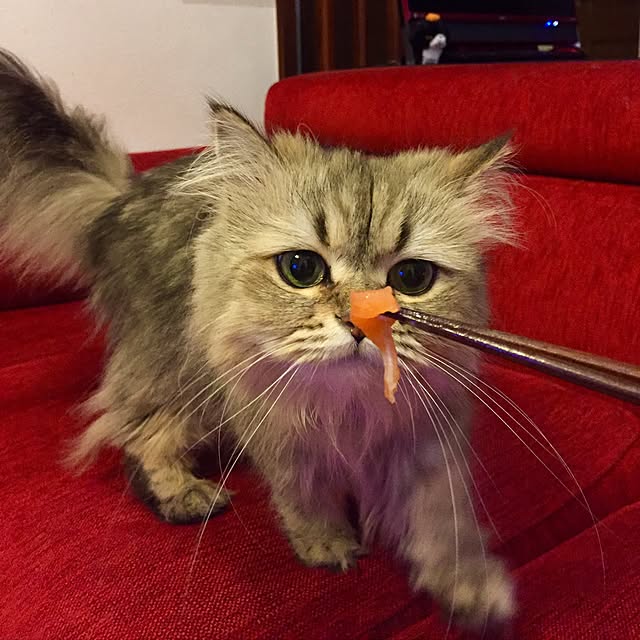 butachanさんの実例写真
