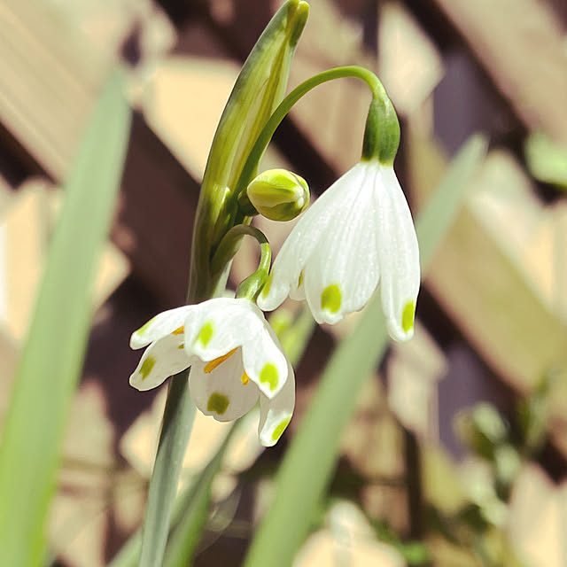 seiseiさんの実例写真