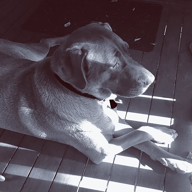 Toffieさんの実例写真