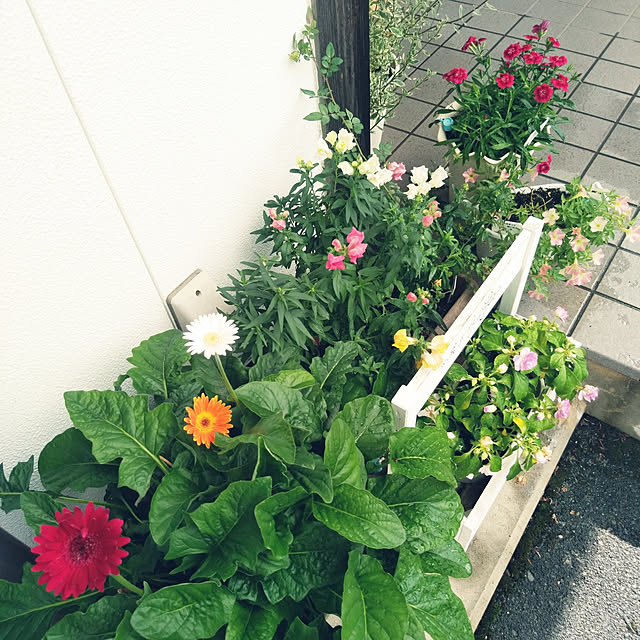 玄関/入り口/夏の記録/介護してても楽しく暮らしたい/庭のお花/お花のある暮らし...などのインテリア実例 - 2021-08-03 08:40:23