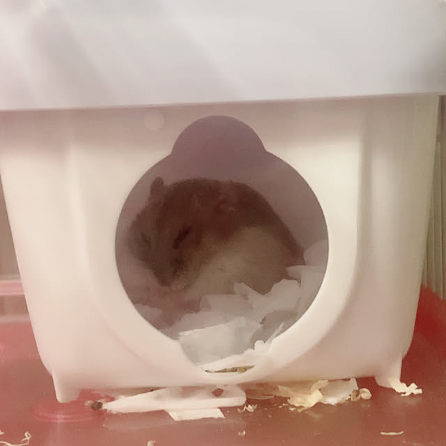 milkさんの実例写真