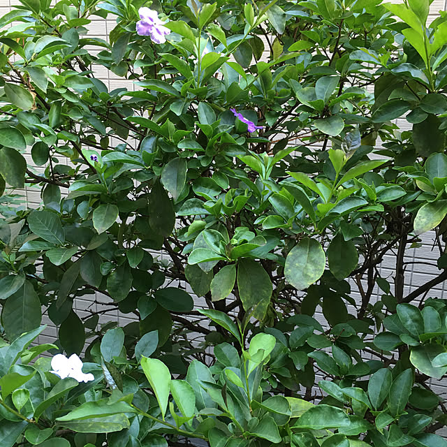 happy-sachiさんの実例写真