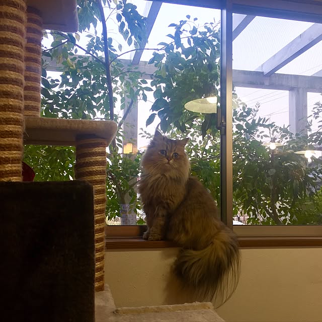 butachanさんの実例写真