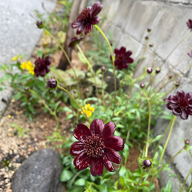 yuriireeenさんの実例写真