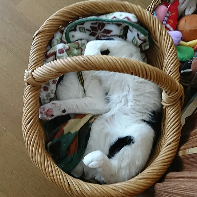 SHIHOさんの実例写真