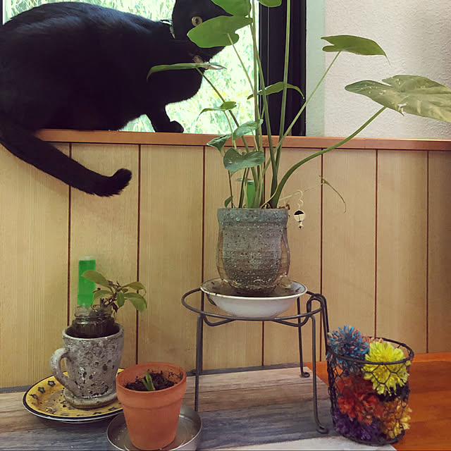 jijiさんの実例写真