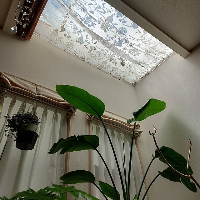 paroさんの実例写真