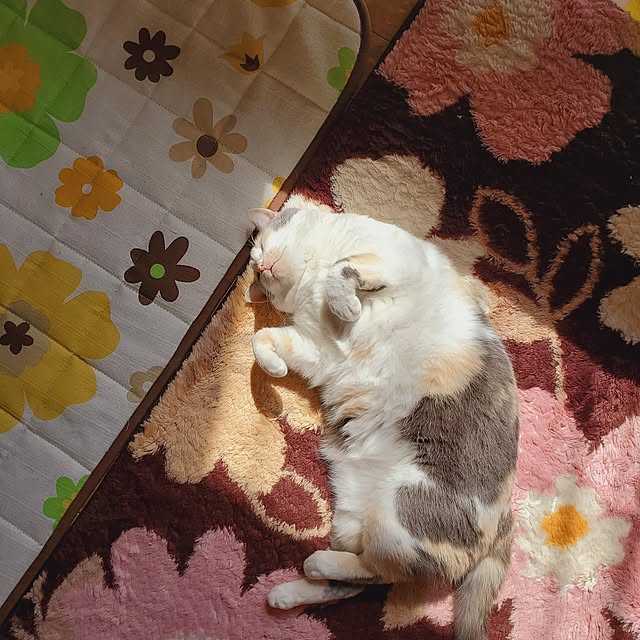 kumutanさんの部屋