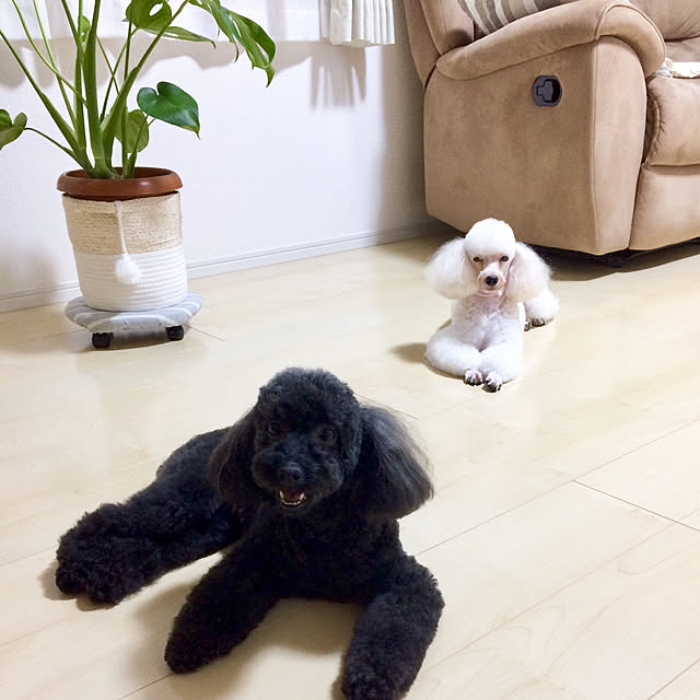 Rieさんの実例写真