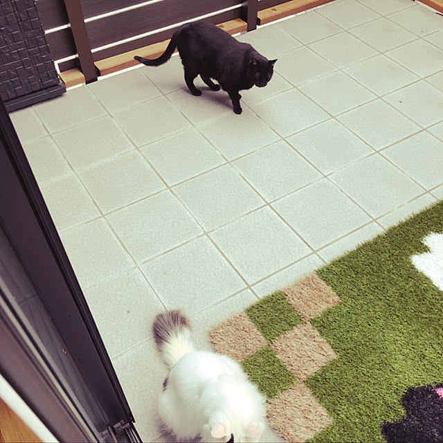 猫/庭/玄関/入り口のインテリア実例 - 2021-06-30 23:02:08