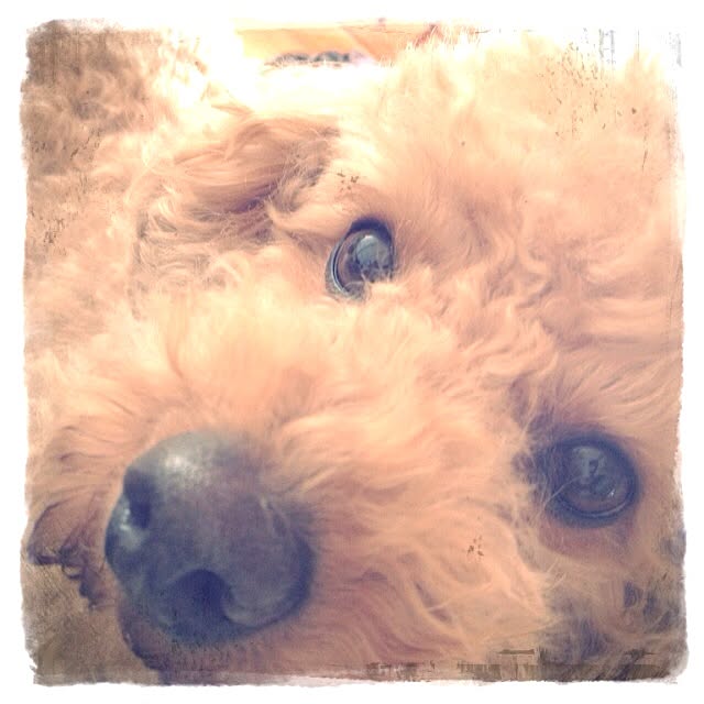 mocosanさんの実例写真