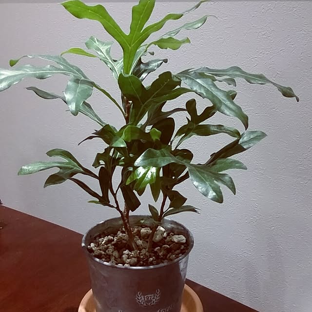 greenskyさんの実例写真
