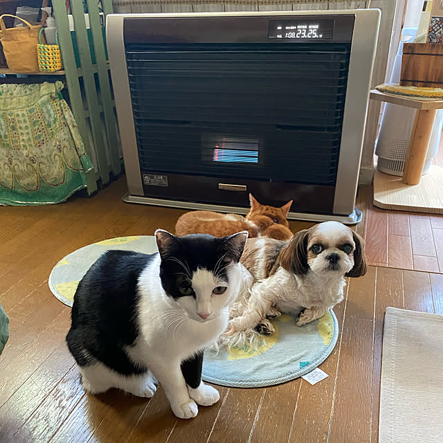 SHIHOさんの実例写真