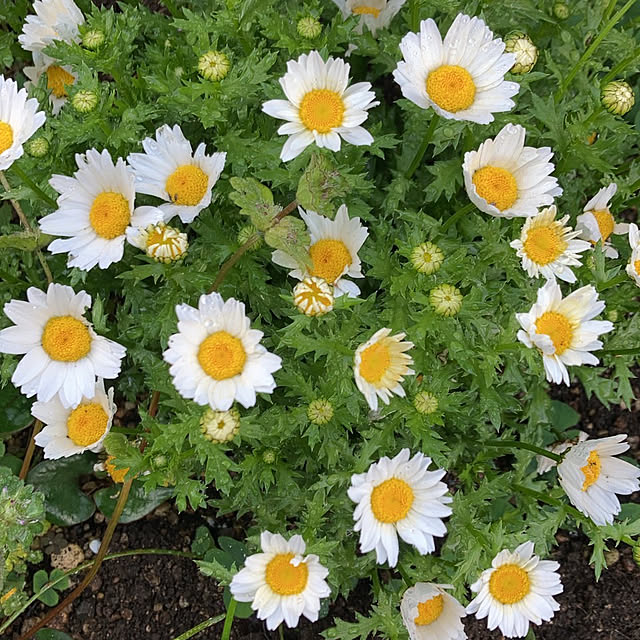 koroさんの実例写真